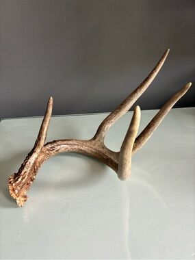 Decorative Deer Antler - Natural Brown/Tan